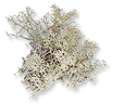 Oakmoss