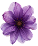  Violet