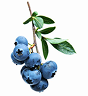 Blueberry Living