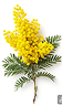 Mimosa